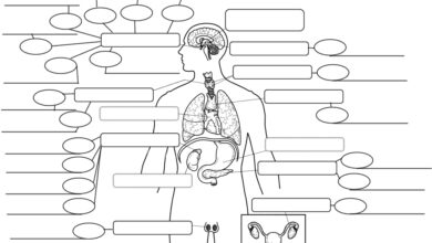 system justification